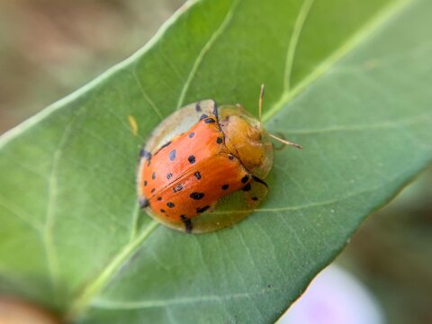 Macro shot of tortoise beetle or Aspidimorpha miliaris