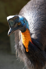 Close-up of a cassowary bird