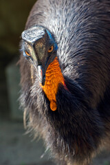 Fototapeta premium Close-up of a cassowary bird