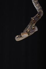 Naklejka premium Python with a beautiful skin pattern coiled on the tree branch