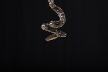 Python with a beautiful skin pattern coiled on the tree branch