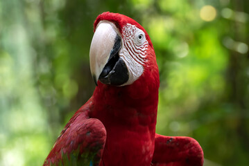 Close up of a maccaw parrots
