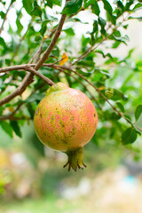 Fotografia vertical de una Punica granatum o granada china color rojo y amarillo en un jardin verde