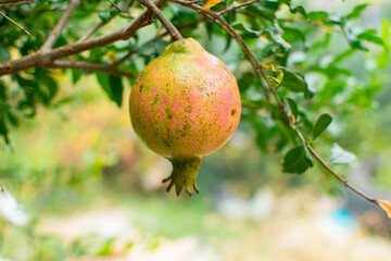 Punica granatum o granada o granado fruto rojo y amarillo de un arbol 
