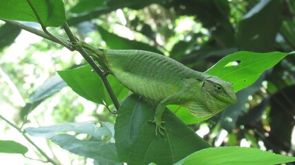 view of camalion next to nature, small scaly reptile