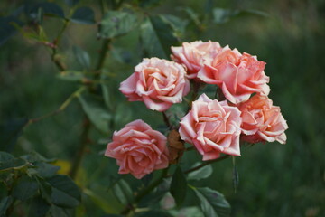 red rose on the street 