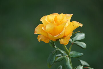 yellow rose flower