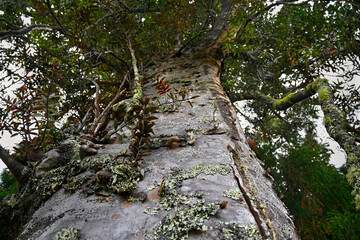 Closeup of ancient Kauri Tree, Great Barrier Island NZ.