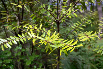 A Ricker, baby Kauri tree, at the Glenfern Bird Santuary.