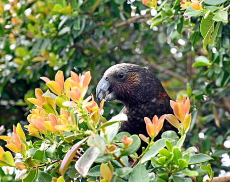 Kaka Bird at Glenfern Bird Sanctuary, Great Barrier Island, NZ