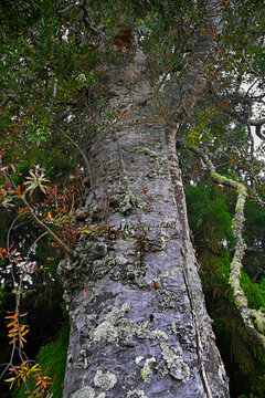 Closeup of ancient Kauri Tree, Great Barrier Island NZ.