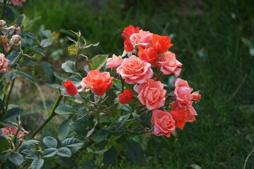 red poppies on the street 