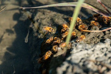 小川の土手の土からミネラルを集める蜂