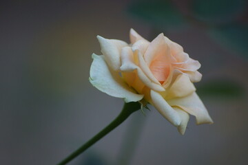 single yellow rose