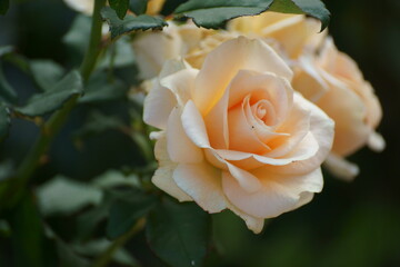 single yellow rose