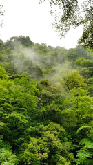 Obraz premium 新緑の木々に囲まれた森林