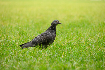 pigeon on grass