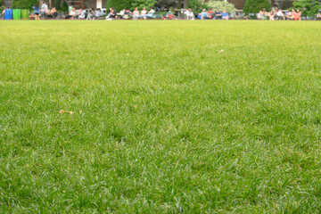 Obraz premium green grass lawn at bryant park