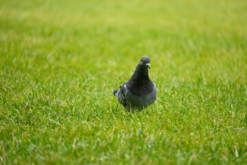 pigeon on grass