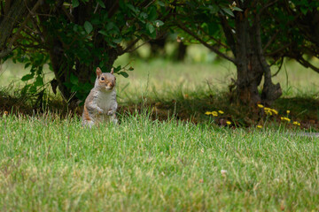 Fototapeta premium squirrel on the grass
