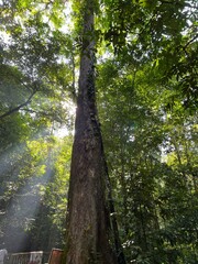 Fototapeta premium trees in the forest