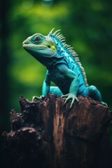 Fototapeta premium A lizard perched on a tree stump