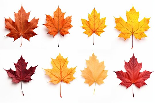a group of autumn oak leaves of different colors isolated on white background