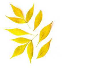 A composition of yellow leaves arranged on a white background