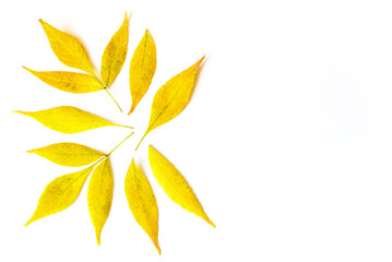 A composition of yellow leaves arranged on a white background