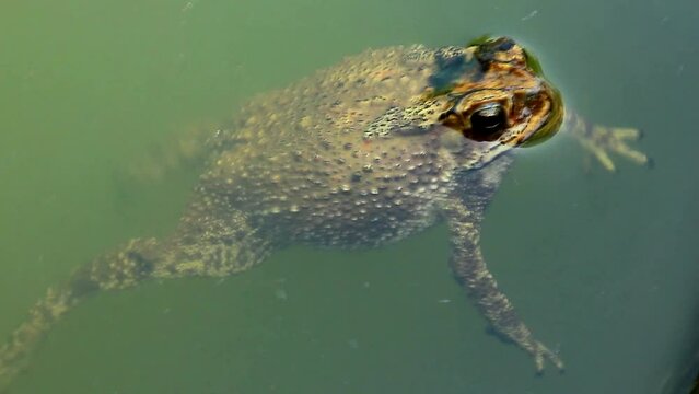 lose-up toad swimming in a water