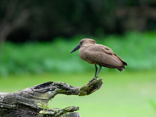 Hamerkop standing on log and fishing on green pond, portrait 
