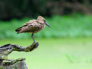 Hamerkop standing on log and fishing on green pond, portrait 