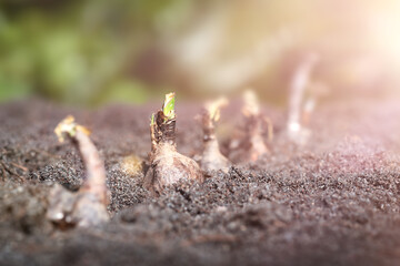 Sprouted bulbs in the soil close-up
