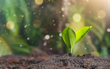 Ficus shoot in soil