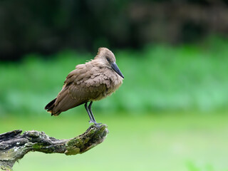 Hamerkop standing on log and fishing on green pond, portrait 