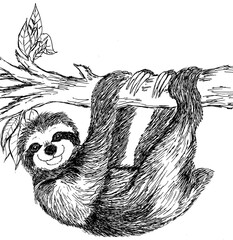 Illustration of a sloth © peggy