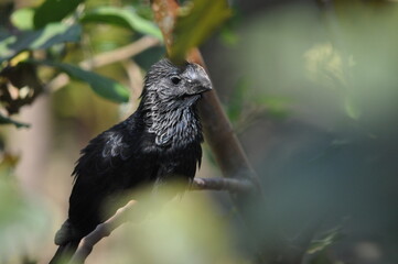 black bird