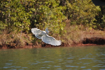 Fototapeta premium bird flying