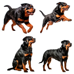 Set of Rottweiler (Running, Jumping, Sitting, Standing)