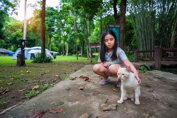 asian child camper or kid girl playing white brown tamed stray cat on nature holiday camping tent...
