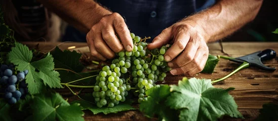 Foto op Plexiglas Pruning grapevines in a summer vineyard With copyspace for text © 2rogan