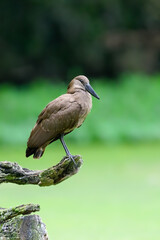 Hamerkop standing on log and fishing on green pond, portrait 