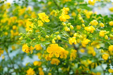 Obraz premium Senna Corymbosa, Yellow Flower - アガパンサス セナ 黄色い花