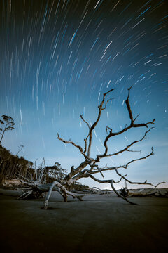 Star trails in night sky rotating around huge fallen tree on beachside 