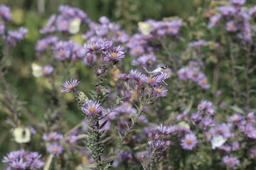 Green Butterfly and Purple Amethyst Aster