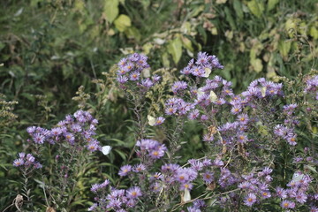 Obraz premium Green Butterfly and Purple Amethyst Aster