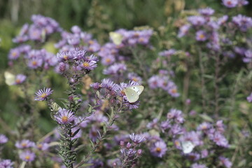 Green Butterfly and Purple Amethyst Aster