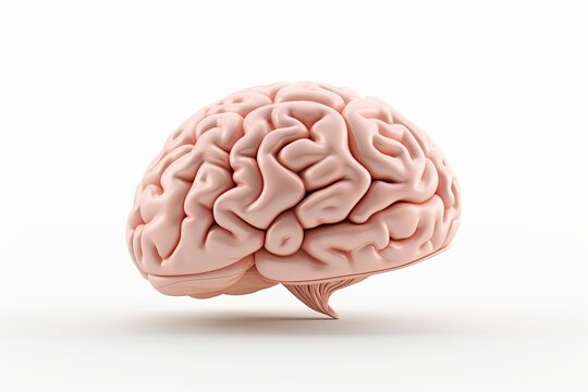 brain of human isolated on white background