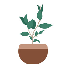 Zanzibar Plant Illustration