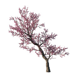 Naklejka premium prunus dulcis, almond, sweet almond, amygdalus communis, amygdalus dulcis, prunus amygdalus, prunus communis, small tree, bush, tree, big tree, light for daylight, easy to use, 3d render, isolated